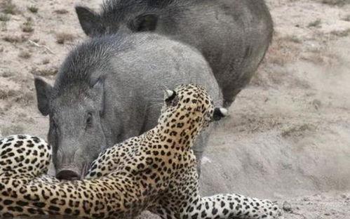 热门爆料野猪视频大全,野性十足！热门爆料野猪视频大全盘点  第1张