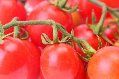 吃瓜搞笑小说番茄免费阅读,笑料百出，瓜田里的欢乐时光  第2张